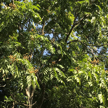 Cocoon Company Soap Nuts (soapberries)