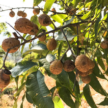 Cocoon Company Soap Nuts (soapberries)